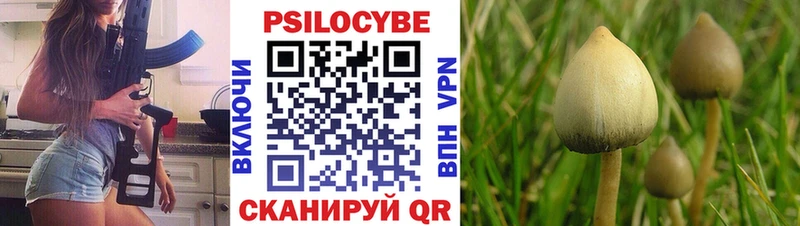 купить закладку  Почеп  Галлюциногенные грибы Psilocybine cubensis 